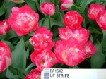 [Up Stripe 2007_0402Image0029.JPG]